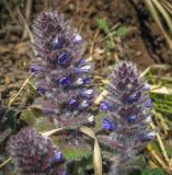 Ajuga orientalis. Соцветия. Респ. Адыгея, Майкопский р-н, окр. пос. Гузерипль, г. Казачья, открытый склон ЮВ экспозиции. 29.03.2017.