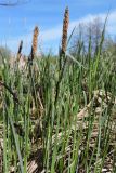 Carex acuta