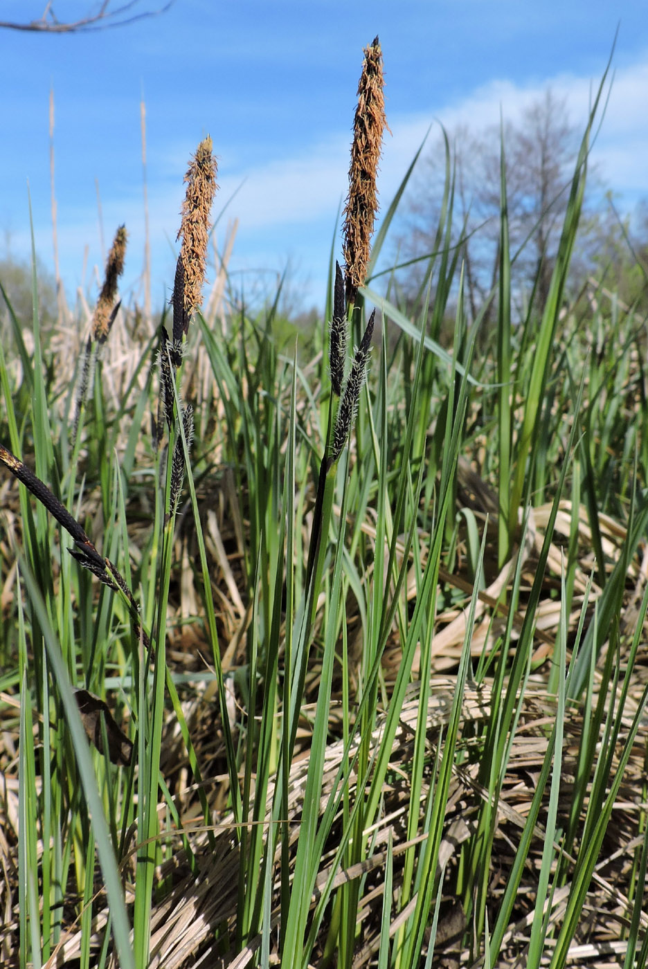 Изображение особи Carex acuta.