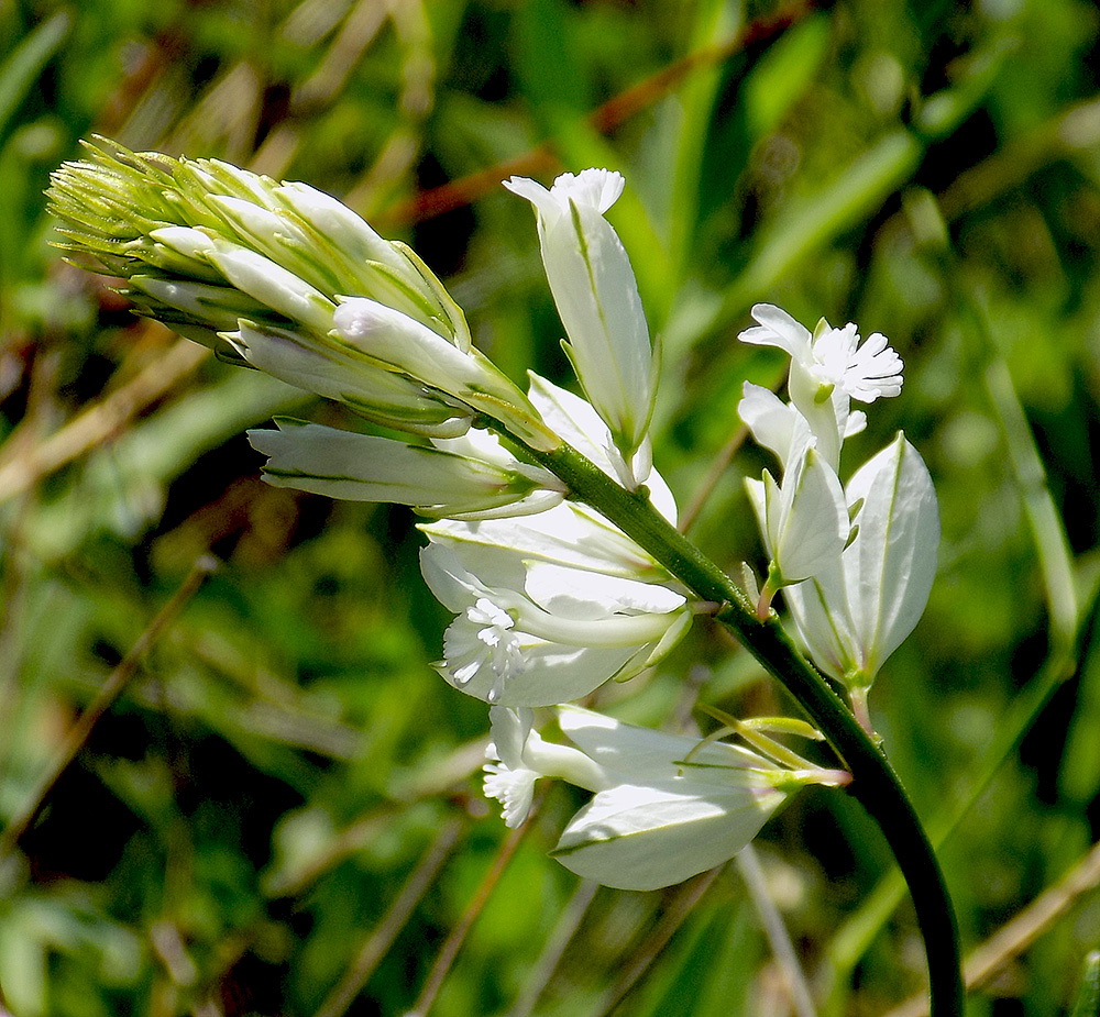 Image of Polygala major specimen.