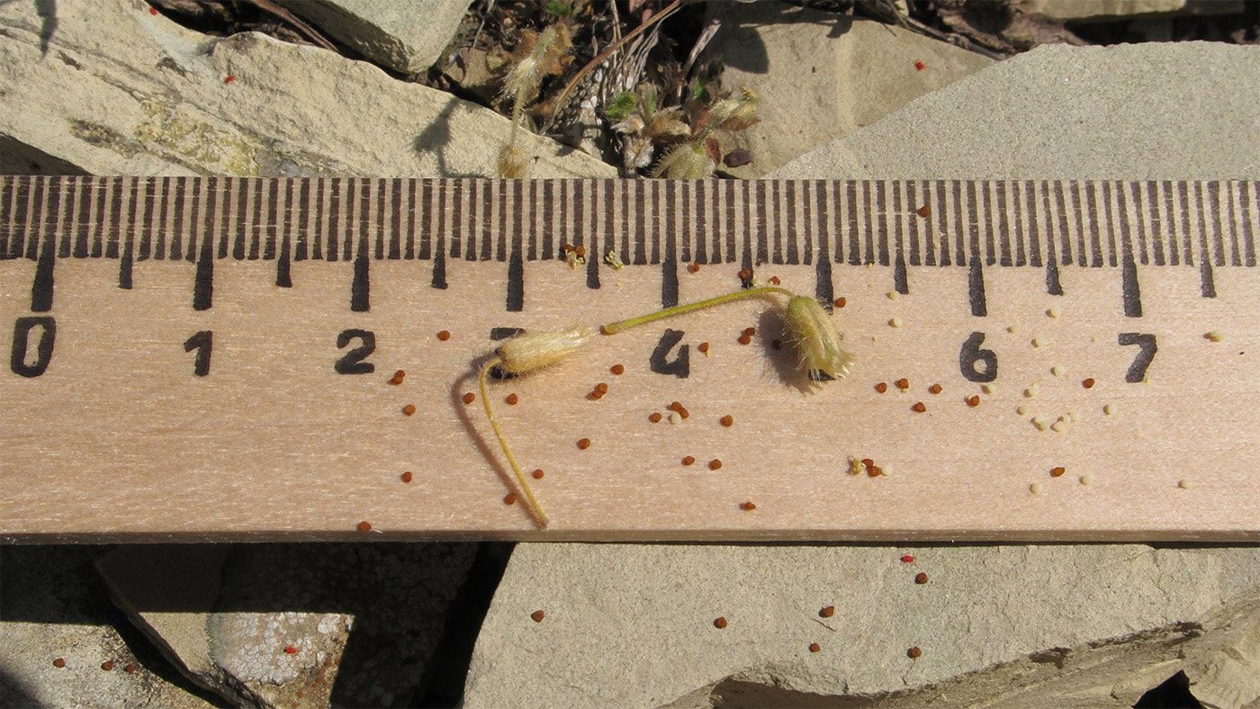 Image of Cerastium brachypetalum ssp. tauricum specimen.