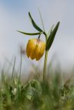 Fritillaria ophioglossifolia