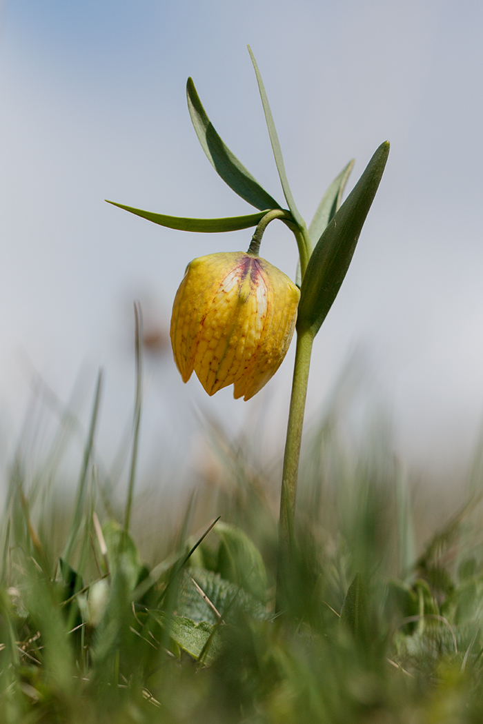 Image of Fritillaria ophioglossifolia specimen.