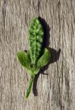 Alliaria petiolata