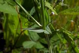 Lathyrus pratensis