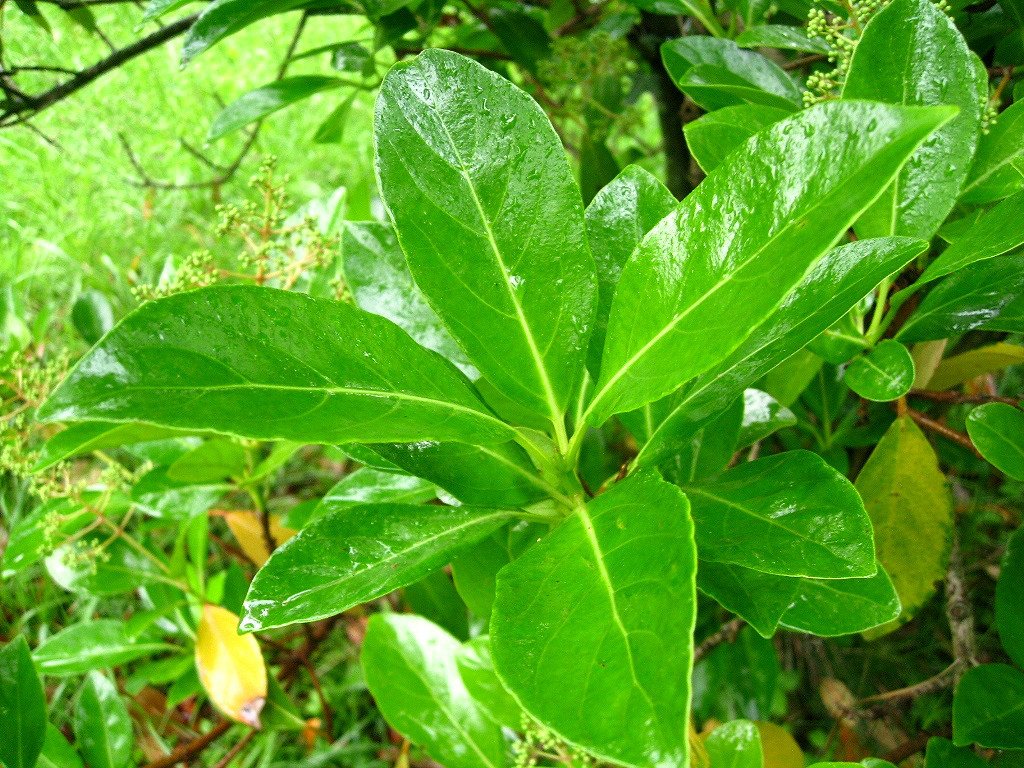 Image of Viburnum odoratissimum var. awabuki specimen.