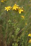 Hypericum perforatum. Верхушка цветущего растения. Ростовская обл., Цимлянский р-н, пос. Дубравный, сосновые посадки на песке. 17.06.2017.