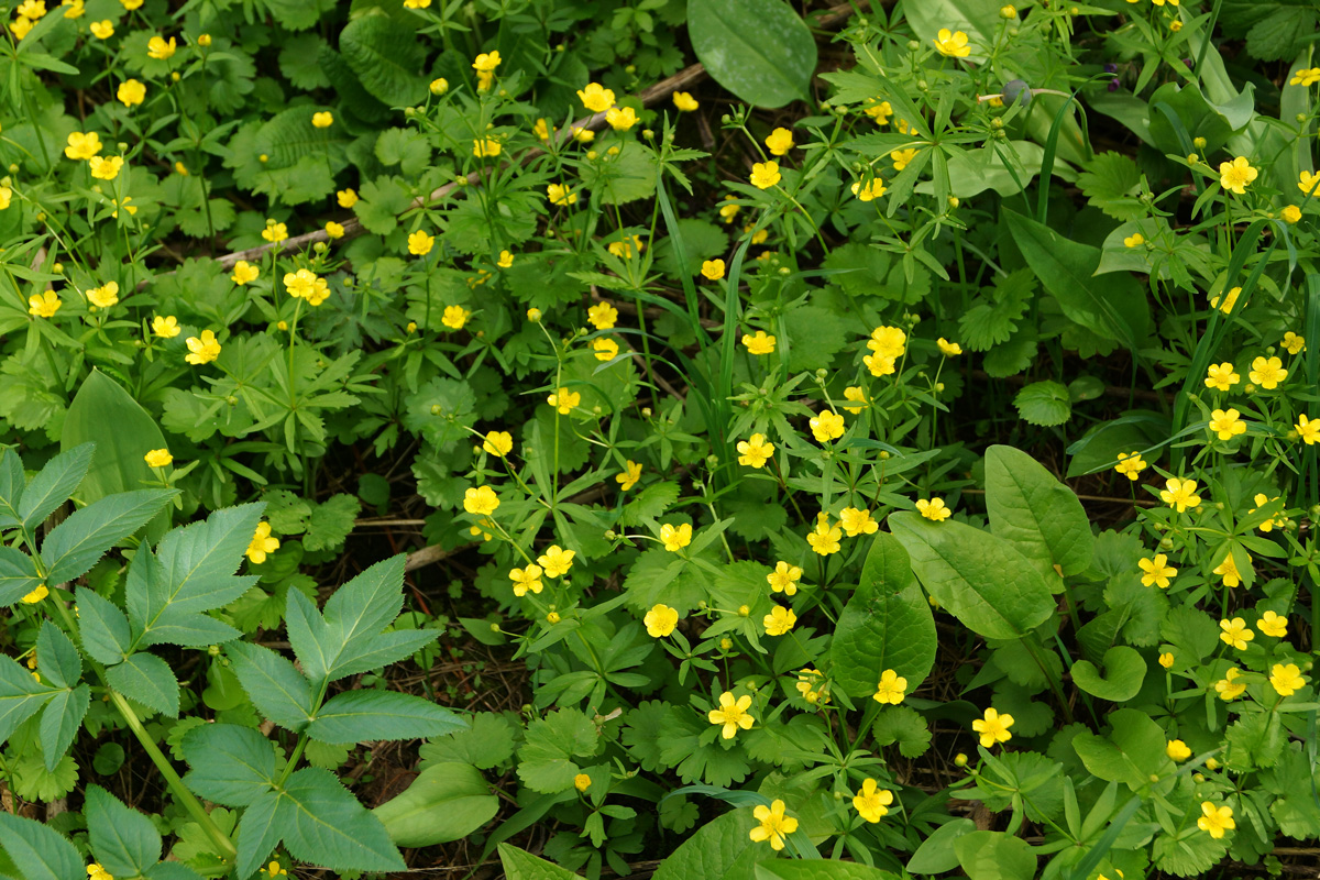 Image of genus Ranunculus specimen.