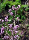 Daphne mezereum