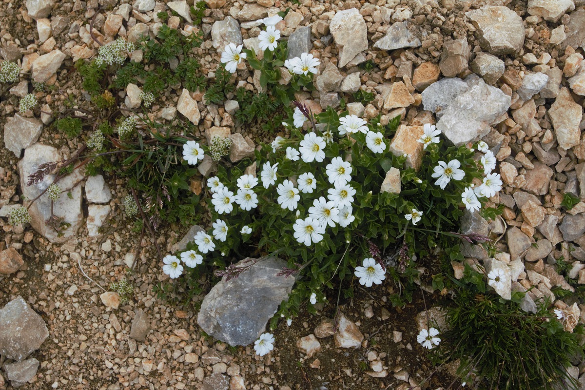 Изображение особи Cerastium polymorphum.