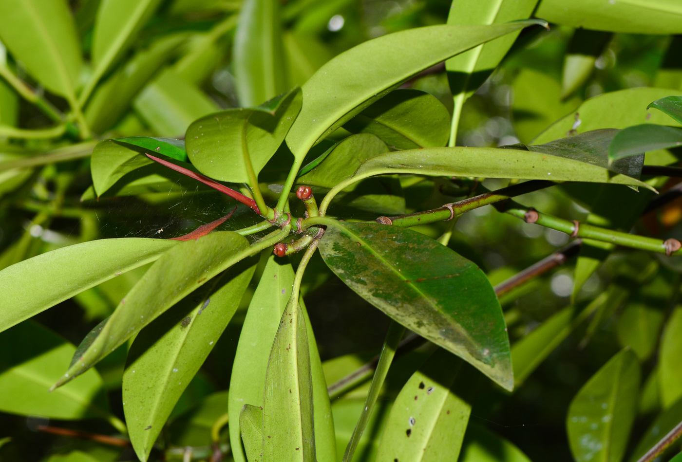 Изображение особи Rhizophora mucronata.