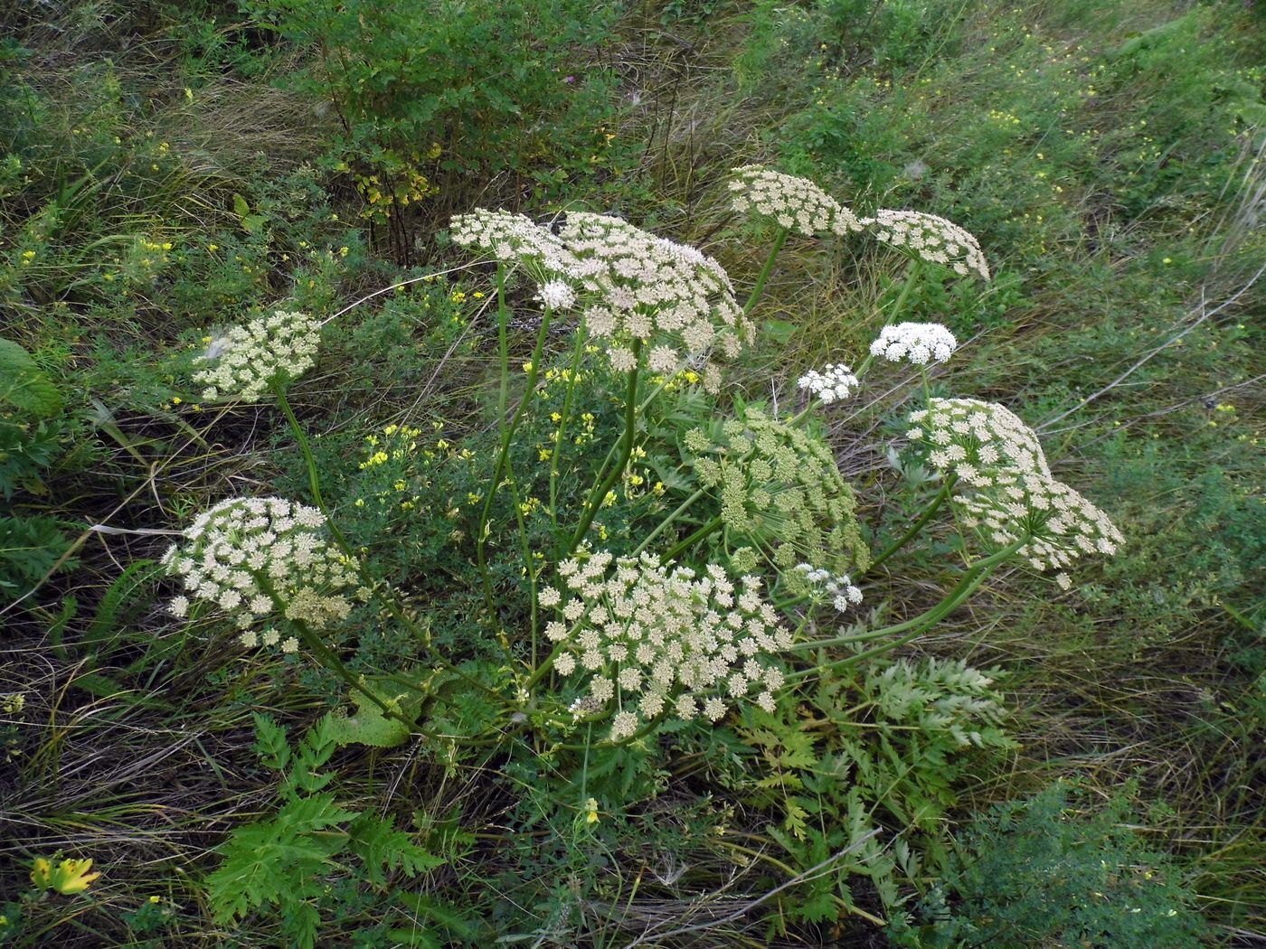 Image of Seseli libanotis specimen.