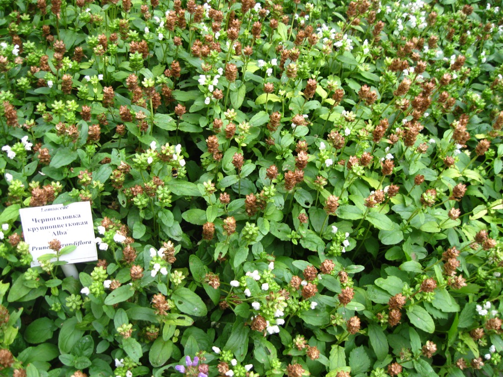 Изображение особи Prunella grandiflora.