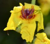 Verbascum jordanicum. Цветок. Израиль, Шарон, г. Тель-Авив, ботанический сад университета, в культуре. 30.04.2015.