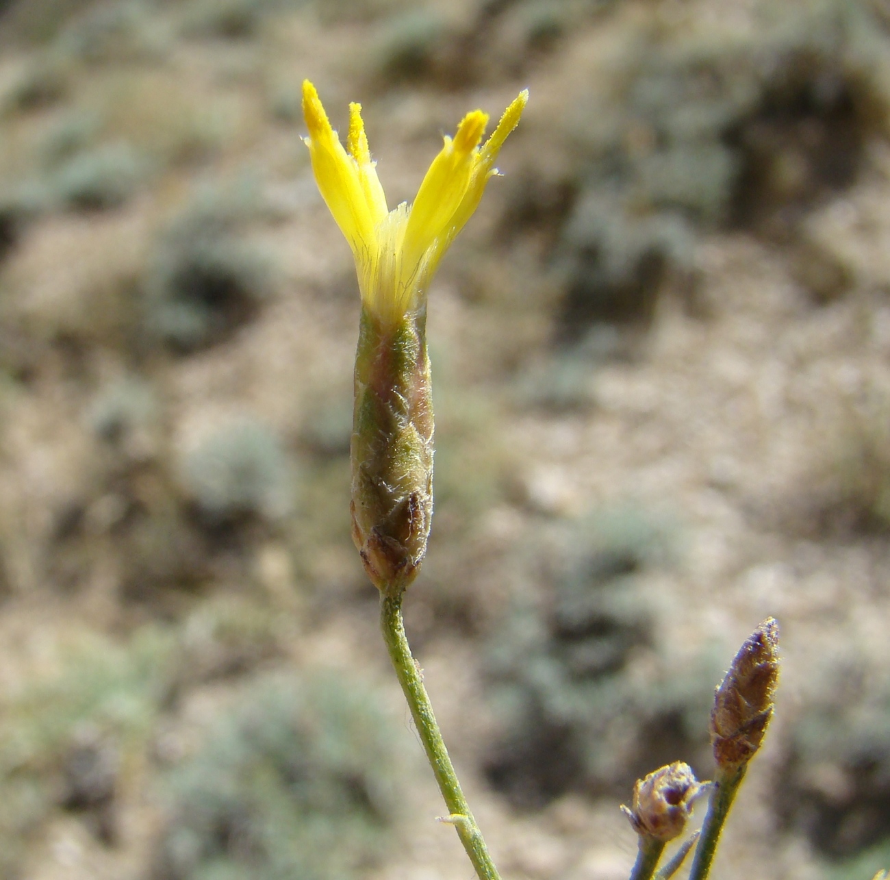 Изображение особи Pseudolinosyris grimmii.