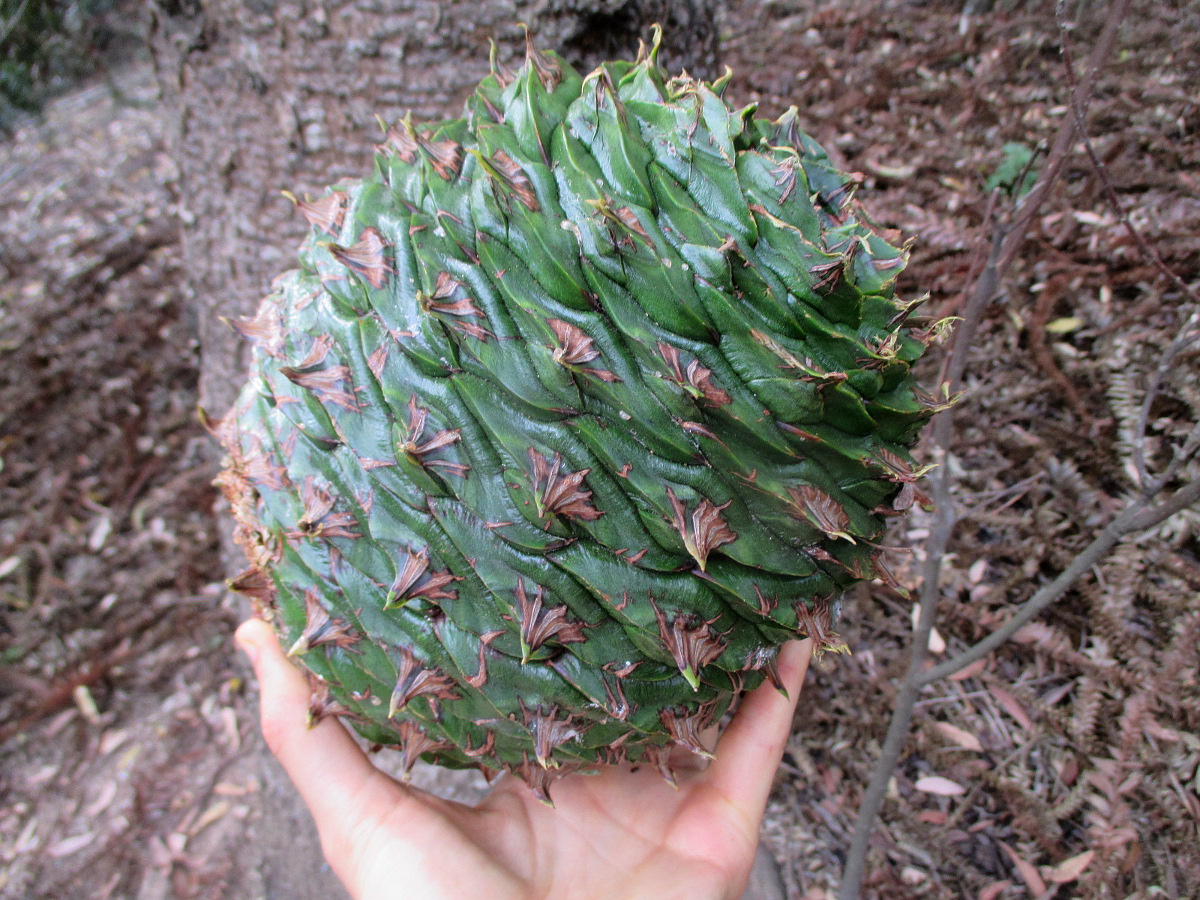 Image of Araucaria bidwillii specimen.