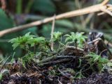 Rhodobryum roseum