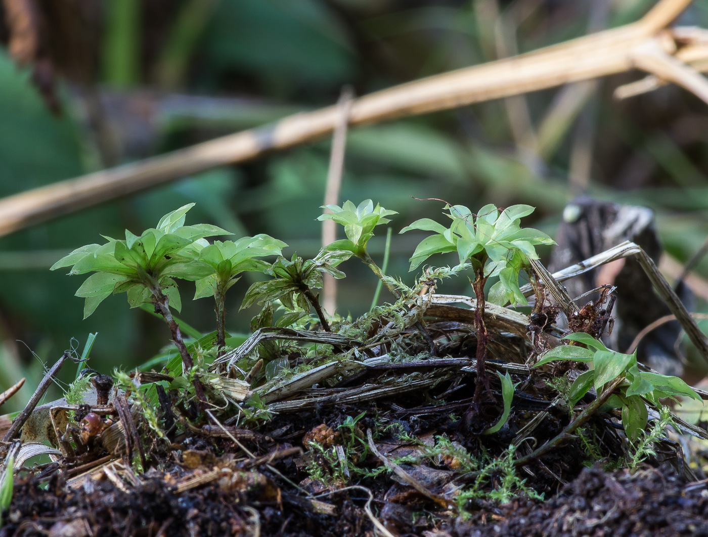 Изображение особи Rhodobryum roseum.