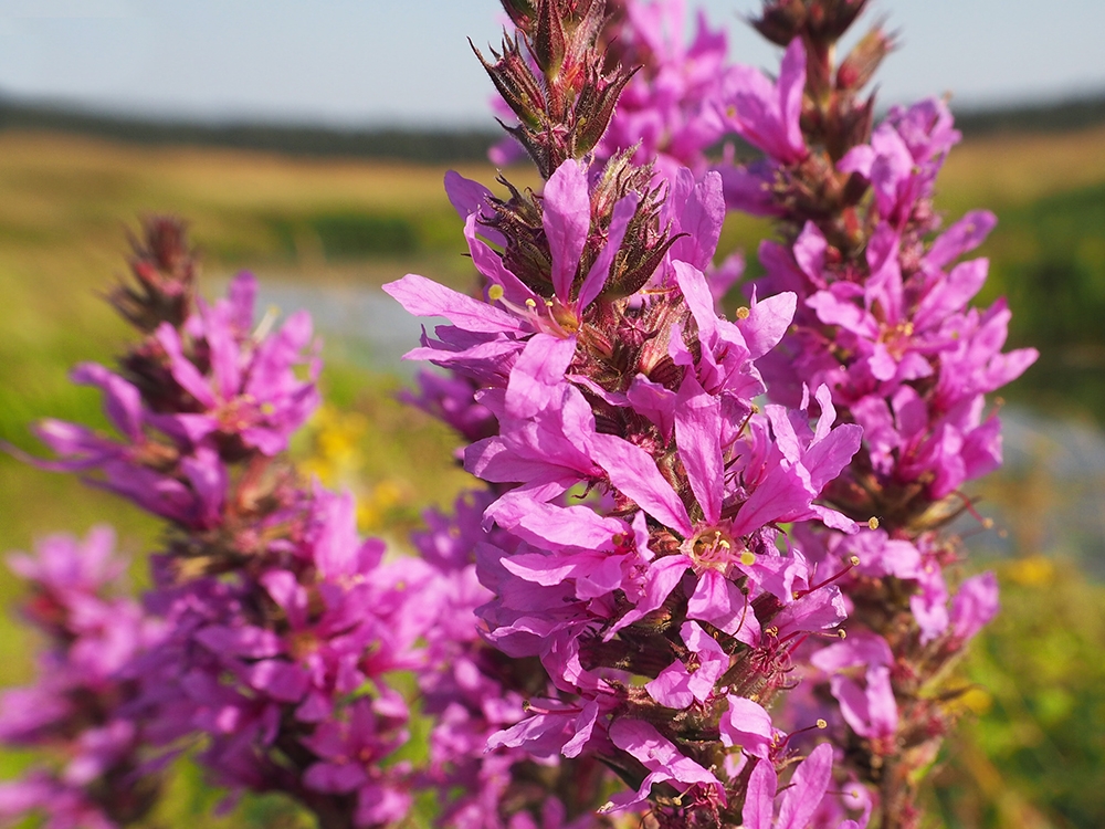 Image of Lythrum salicaria specimen.