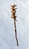 genus Orobanche