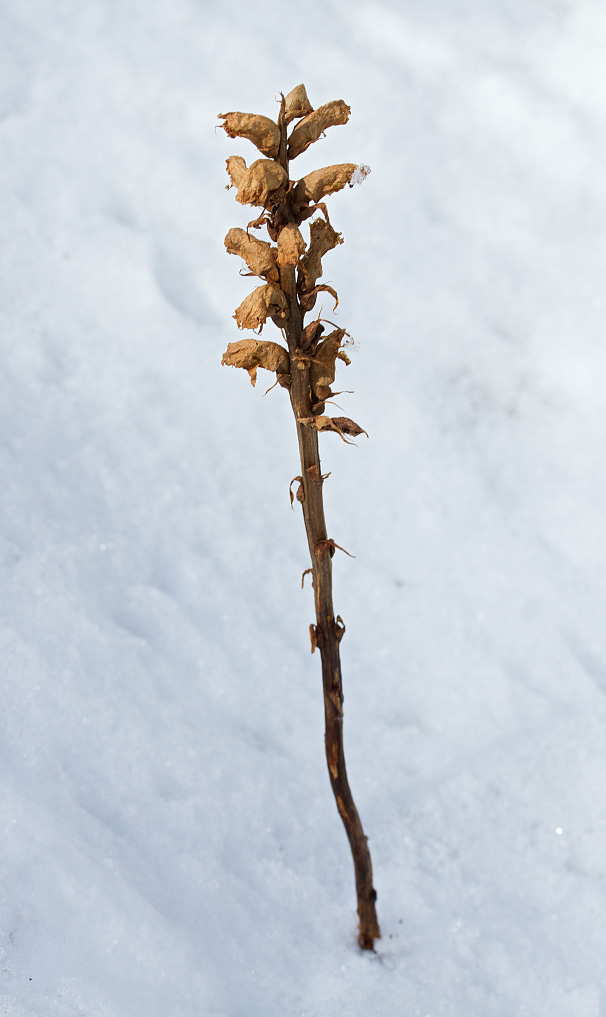 Image of genus Orobanche specimen.