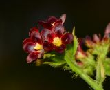 Jatropha gossypiifolia. Цветки. Израиль, впадина Мёртвого моря, киббуц Эйн-Геди. 25.04.2017.