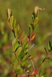 Chamaedaphne calyculata