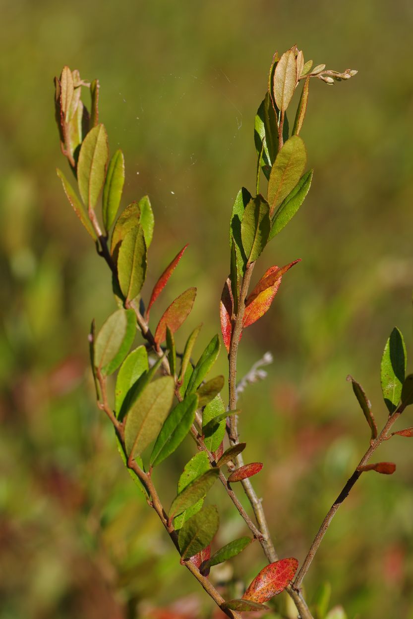 Image of Chamaedaphne calyculata specimen.