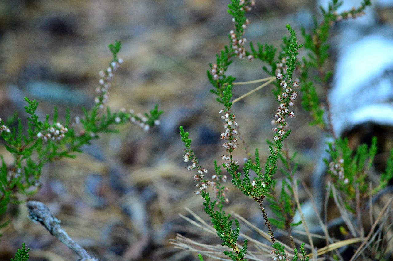 Image of Calluna vulgaris specimen.