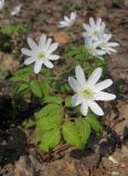 Anemone altaica