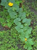 Cucurbita pepo