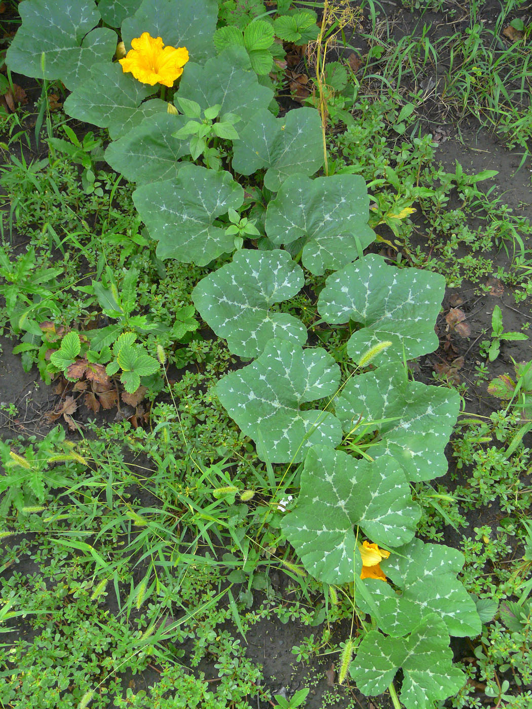 Image of Cucurbita pepo specimen.