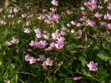 Claytonia sarmentosa