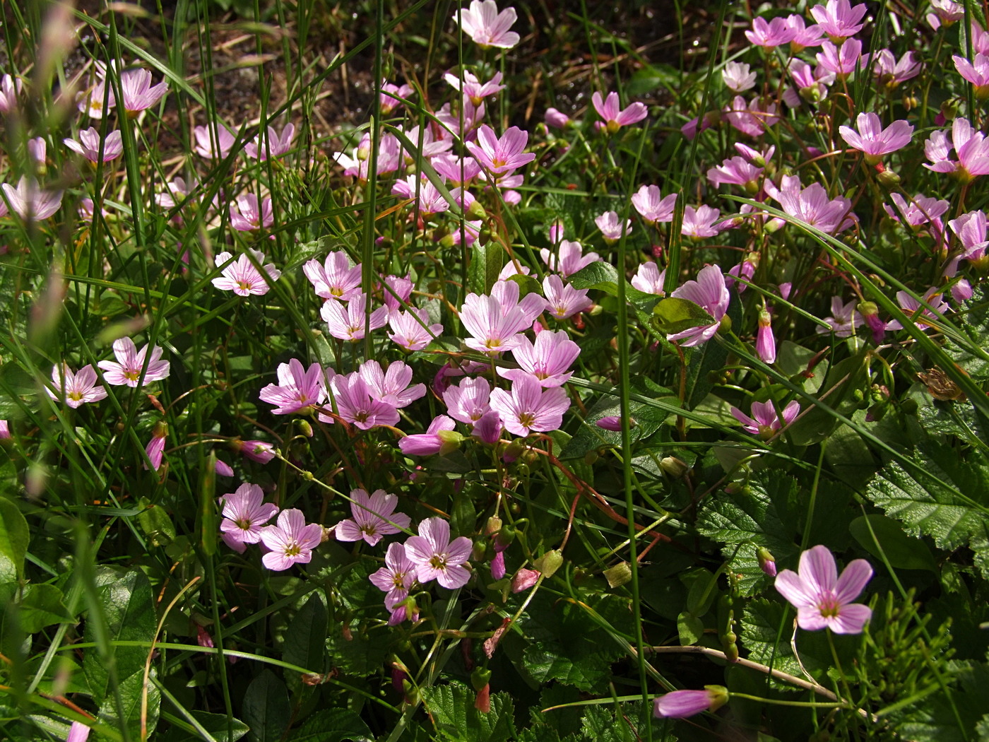 Image of Claytonia sarmentosa specimen.