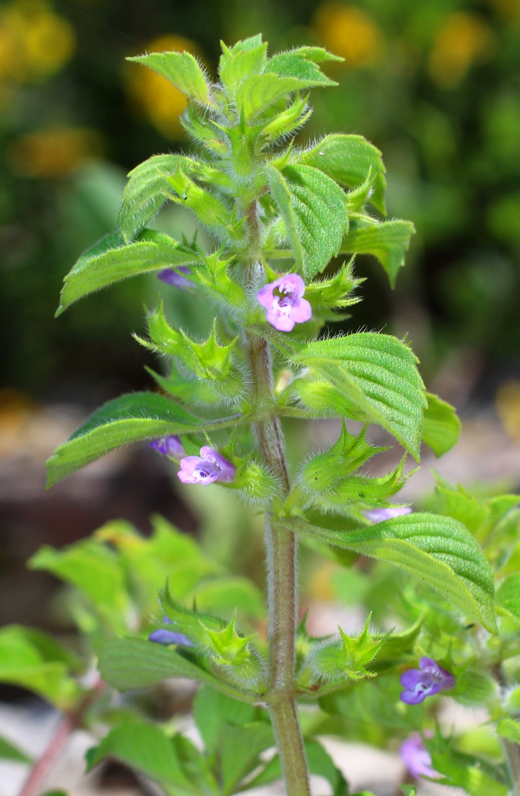 Изображение особи Ziziphora graveolens.