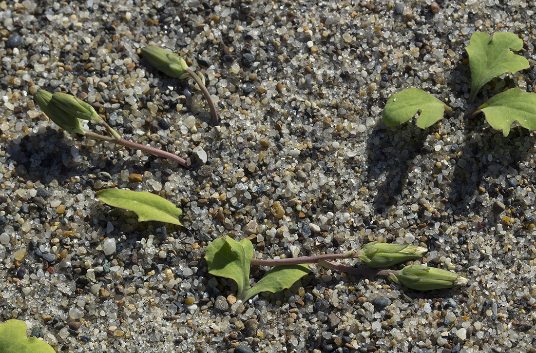 Image of Chorisis repens specimen.