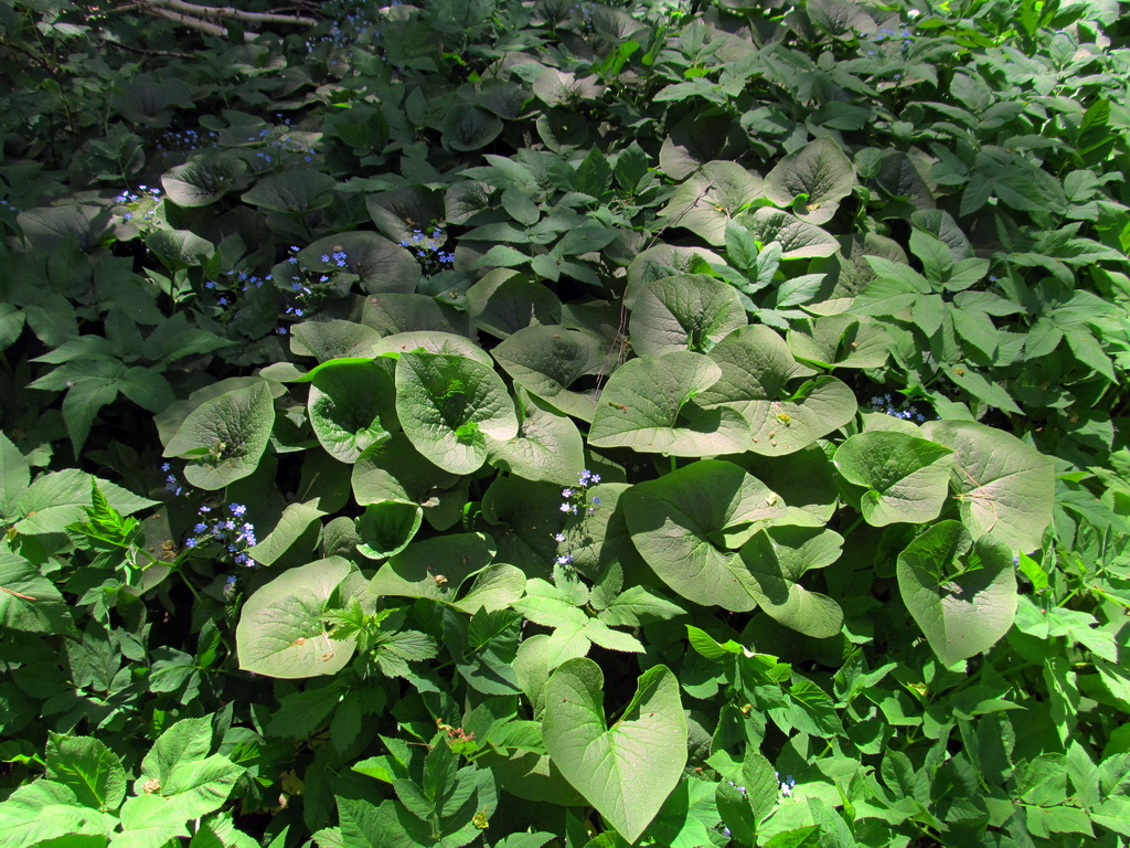 Image of Brunnera macrophylla specimen.