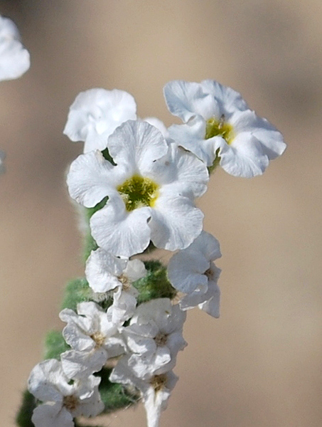 Изображение особи Heliotropium olgae.