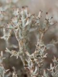 Cladonia uncialis