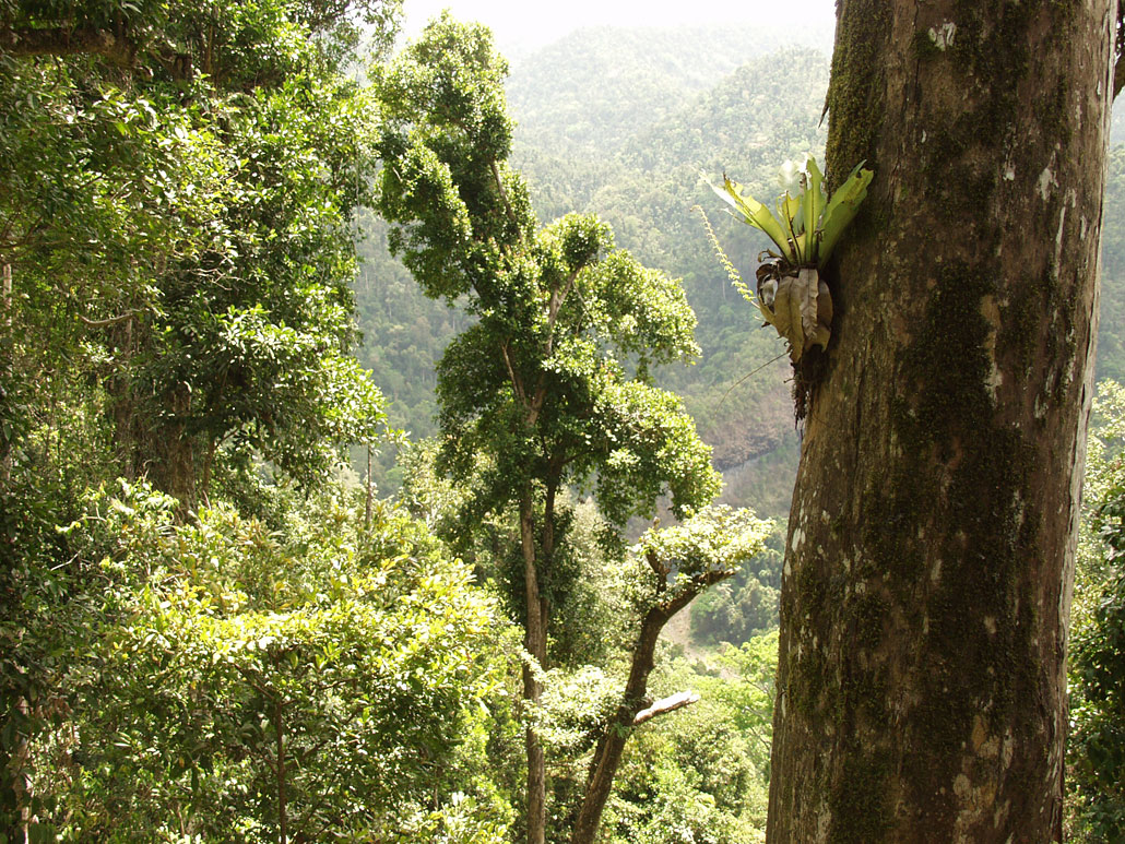 Image of Asplenium nidus specimen.