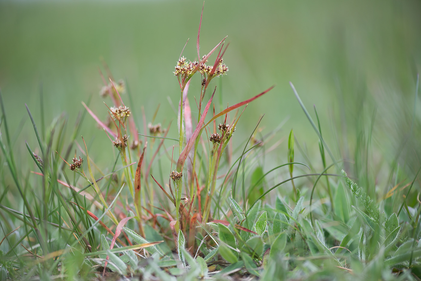 Image of Luzula multiflora specimen.