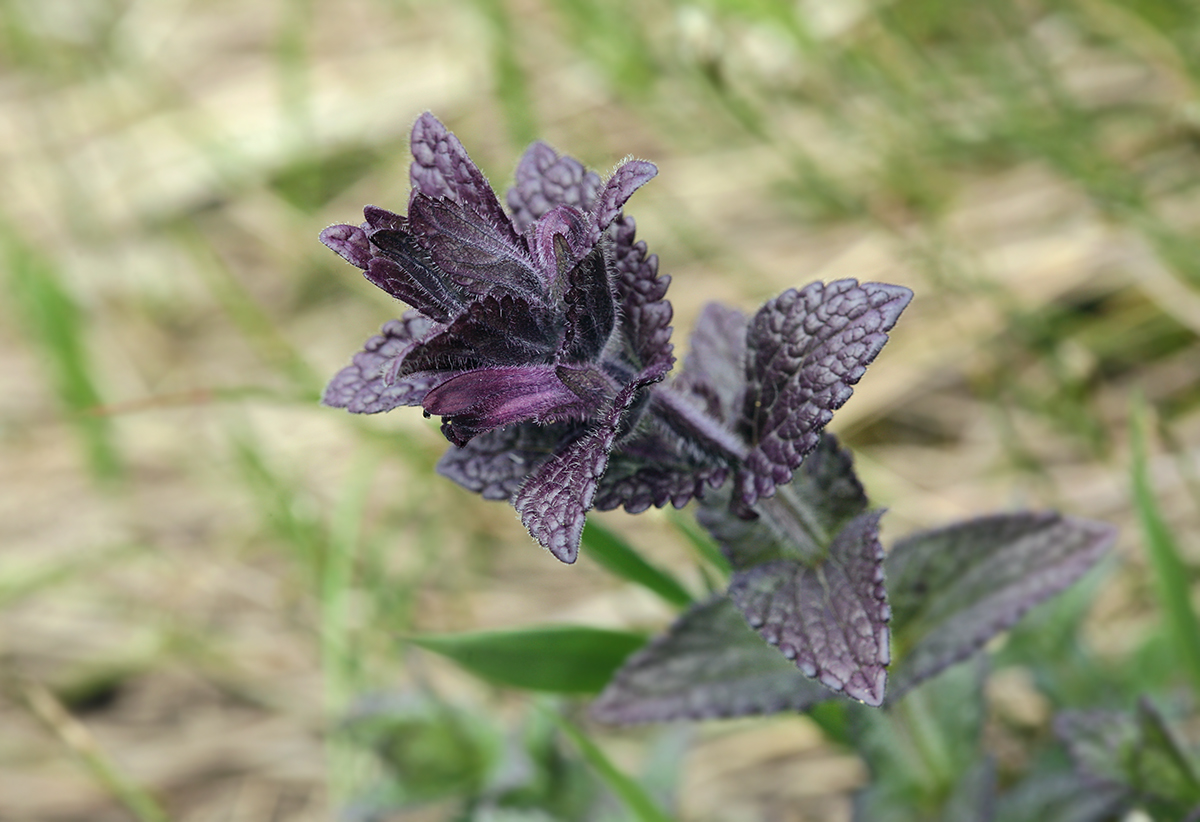 Изображение особи Bartsia alpina.