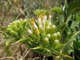 Cousinia triflora