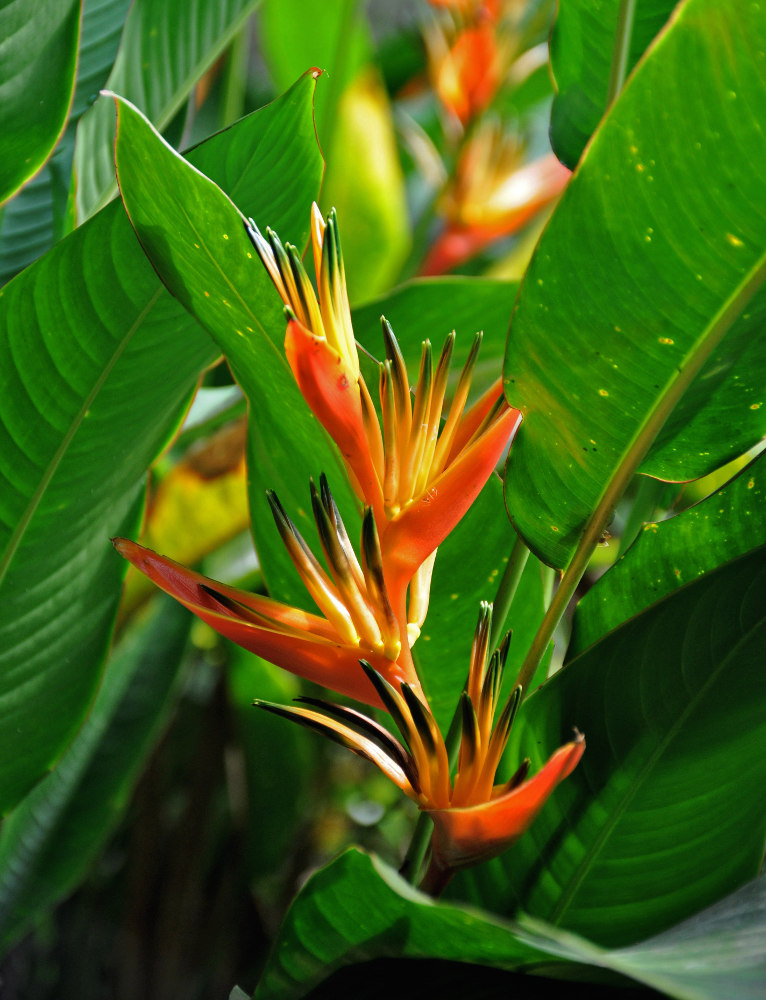 Изображение особи Heliconia angusta.