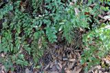 Llavea cordifolia