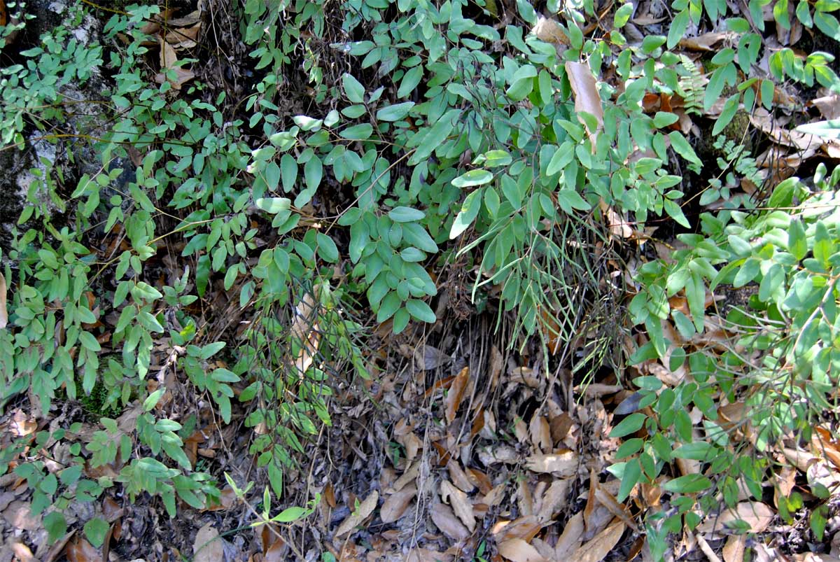 Image of Llavea cordifolia specimen.