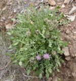 Centaurea raphanina ssp. mixta