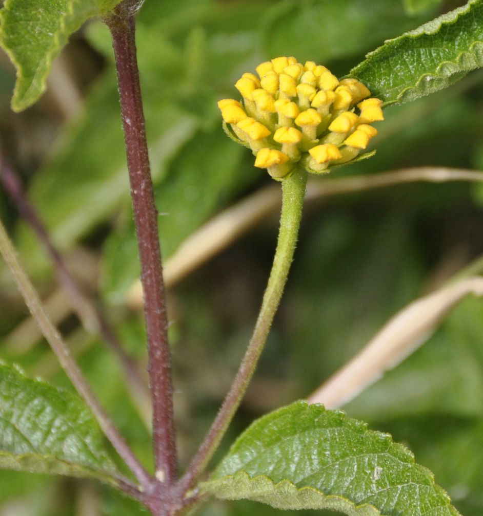 Image of Lantana camara specimen.