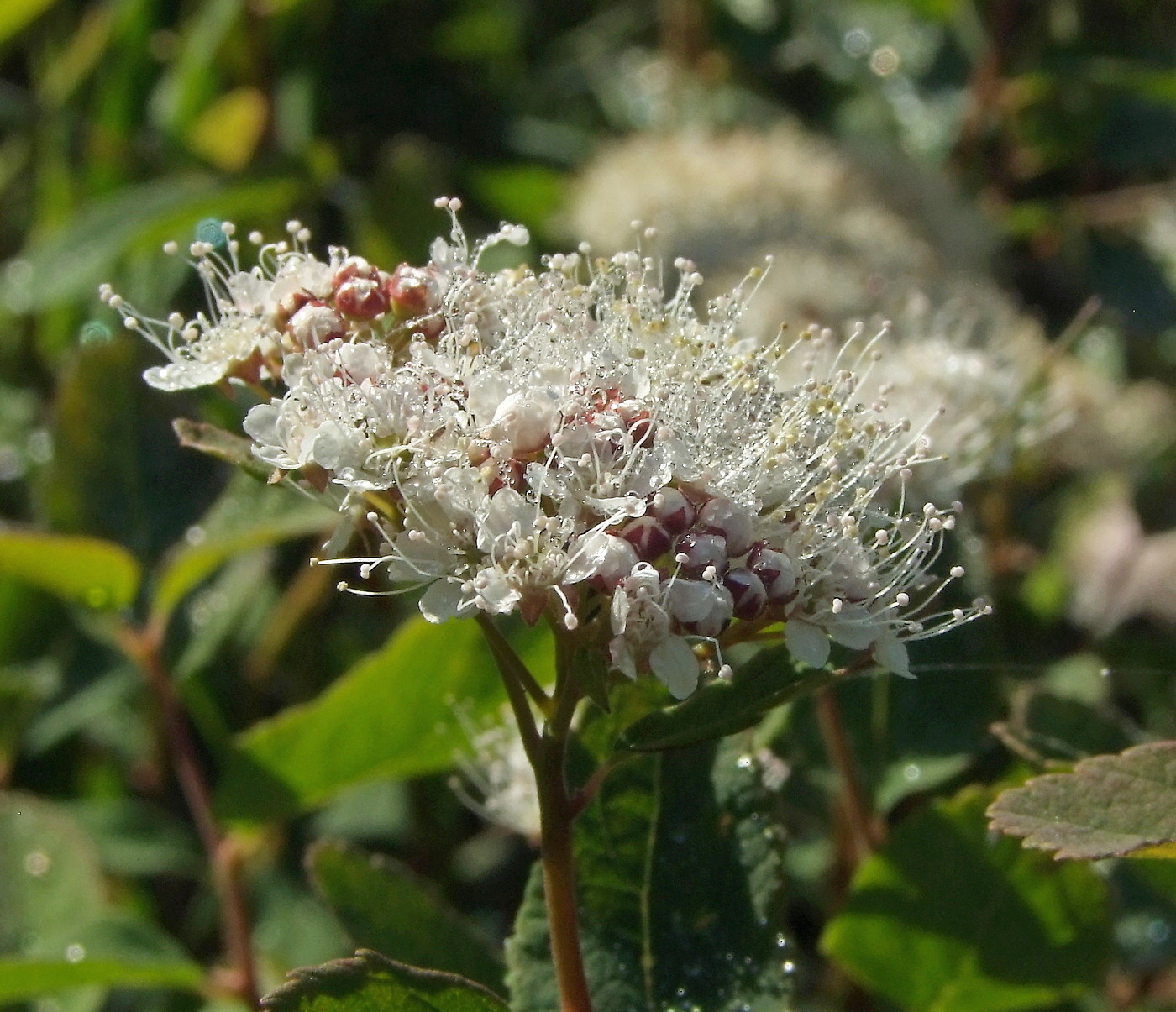 Image of Spiraea beauverdiana specimen.