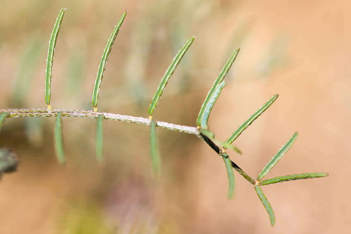 Image of Astragalus stevenianus specimen.